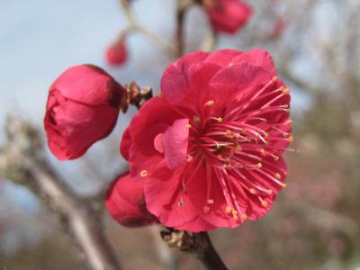 東京都調布市（深大寺の節分会・神代植物公園の梅）　２０１０年２月 