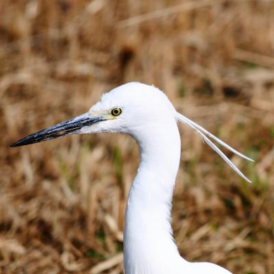 Japan　　バリケンに会いにいったのに　清瀬金山緑地公園