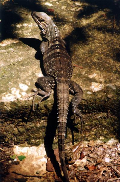 COSTA RICA マヌエル・アントニオ国立公園のトカゲ