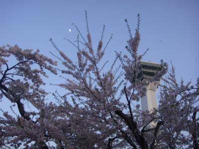 2009年 GW 五稜郭公園の桜