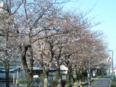 知立中学校北側の桜