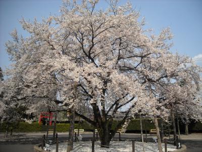 ２０１０年の桜その４～犬山、１３８リベンジ、薄墨桜２世～