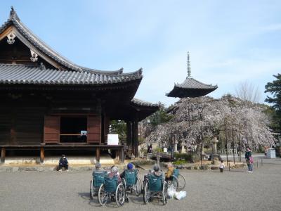 道成寺と桜