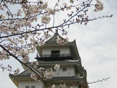 掛川城桜