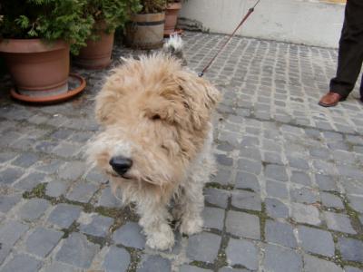 ブダペスト～ウィーン　旅の目的？その③