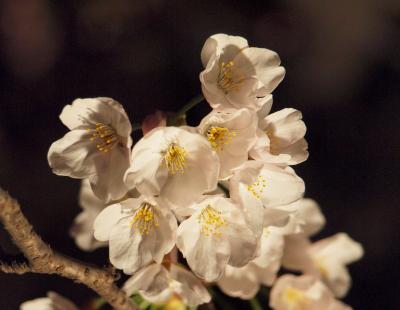 ２０１０年３月２７日　伊東温泉松川遊歩道の桜の開花状況