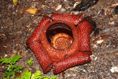 2010.1 オラウータンに出会うボルネオ島! ①ラフレシア