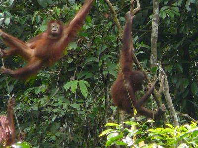 2010.1 オラウータンに出会うボルネオ島! ②オラウータンにあう!