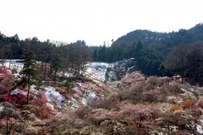 ２０１０　吉野梅郷　梅まつり（天満公園）