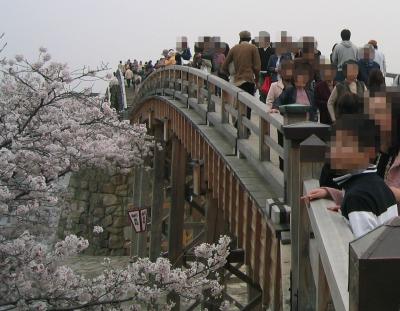 山口/錦帯橋の桜（2006年4月）