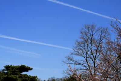 2010春、五分咲の五色園の桜(1/4)：ソメイヨシノ、ヤマツツジ、大安寺本堂、森夢幻師立像