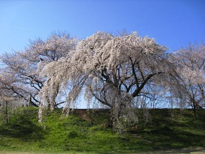 木曽川堤の桜並木