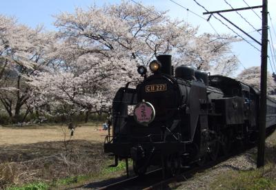 近くに行きたい♪　｢★家山の桜トンネルと大井川鉄道ＳＬ★｣