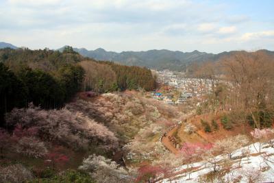 ２０１０　吉野梅郷　梅まつり（青梅市梅の公園）