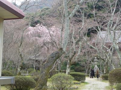 2010年桜だより◆京都西山地区の桜はまだ早かった