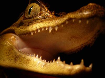 2009.01一人南米ブラジル旅　③アマゾン川！