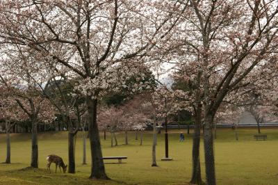 【花見2010】 まだ早い～奈良公園から若草山へ～