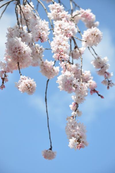 京都の桜