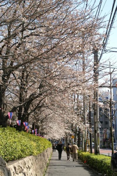 飛鳥山の桜