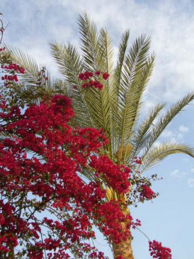 ★ホテルに咲いていた花