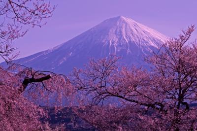 興徳寺の枝垂れ桜