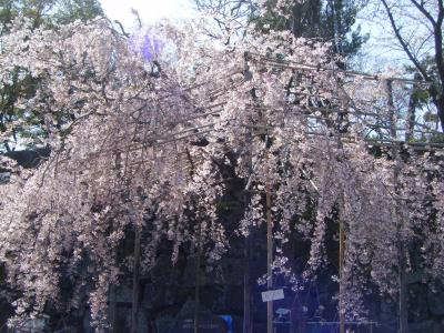お花見その１：和歌山城・紀三井寺で桜♪