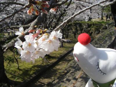 和歌山で花見でくたっと♪