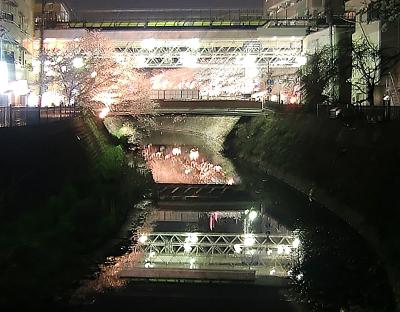 大岡川の桜と横浜ならではの屋台？