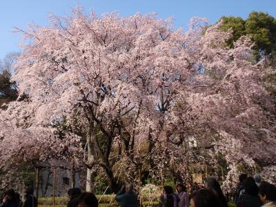 六義園の枝垂れ桜は、満開で、まことに見事。