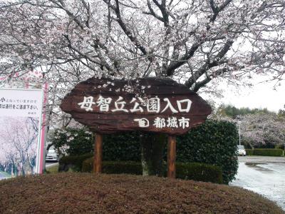 桜100選宮崎編（母智丘公園）