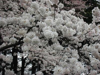 新宿御苑でお花見