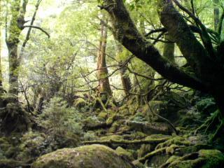 九州弾丸ツアー　鹿児島・屋久島編　