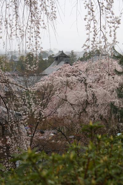 桜の京都~嵐山・天竜寺~