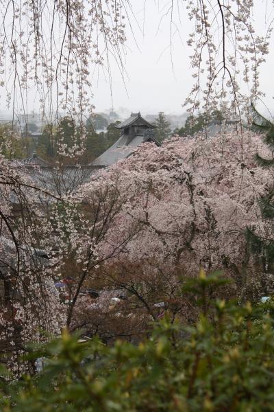 桜の京都～嵐山・天竜寺～