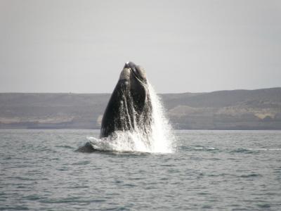 ミナミセミクジラ、ダイブっ！