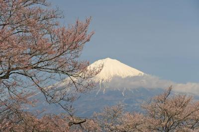 MTBでウロウロ…芝川へ =②桜咲く興徳寺と富士山=