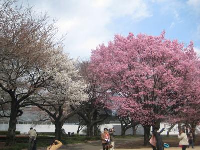 新宿御苑の桜