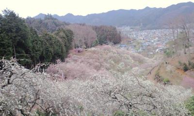 そうだ!梅を見よう・梅の公園・2010.2月と3月
