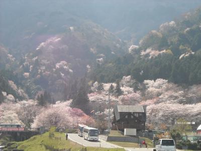 ２０１０年の桜その６～霞間ヶ渓～