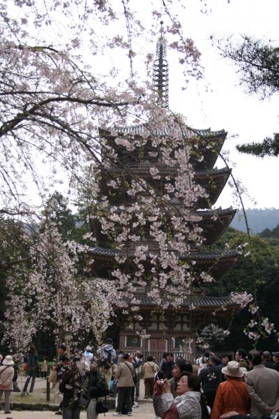 醍醐寺・京都の桜…さくら…花も満開！人出も満開！①