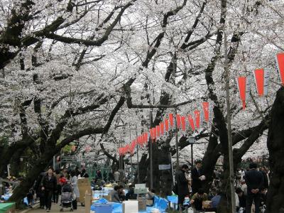 上野界隈ミステリー散策・・・③上野公園の桜通りを歩く