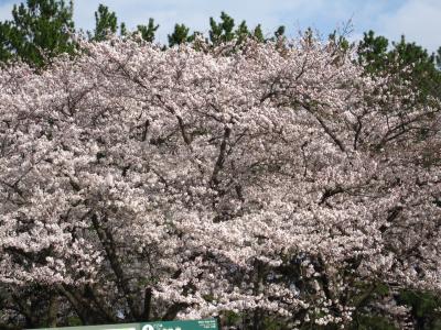 万博公園deお花見を！　２０１０