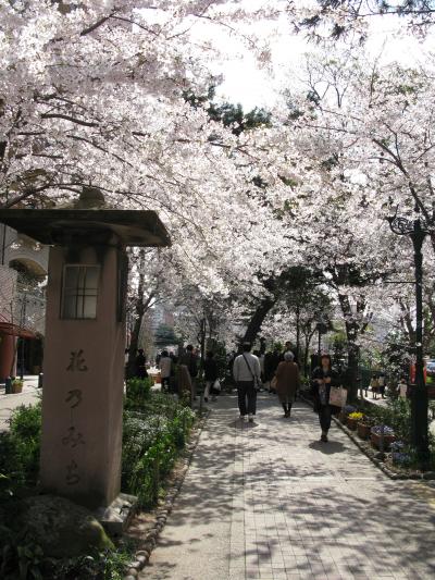 花のみち　桜が満開