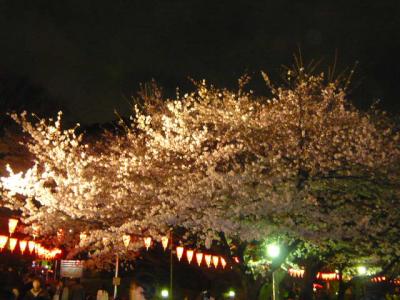 満開　上野の桜