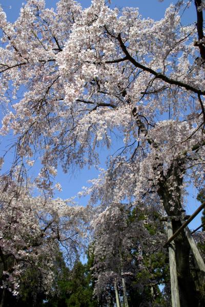 醍醐寺の春。満開の桜その1