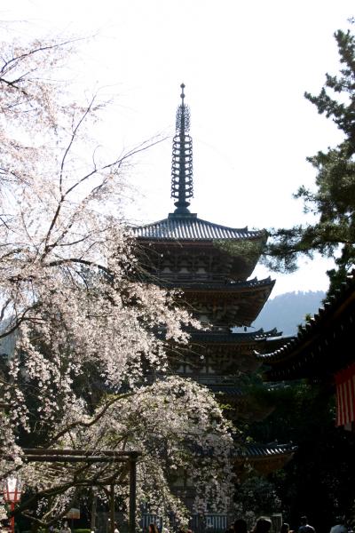 醍醐寺の春。満開の桜その2