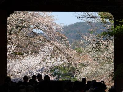 京都を歩く(49) 桜花爛漫！「花の醍醐」から始める極私的桜めぐり