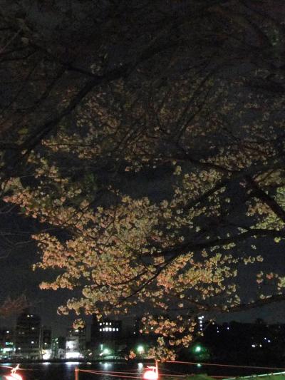 洗足池公園　2010春　桜を求めて～東京桜満開宣言日の夜桜見物～