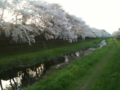 野川サイクリングロードでお花見　つつじヶ丘～深大寺ウォーキング