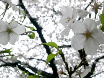２０１０年　目黒川の桜。